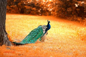 沃特福德客场难求一胜，实力被质疑