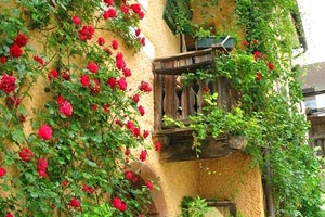 黄蜂队长高效输出，率队奏凯，点燃全场！